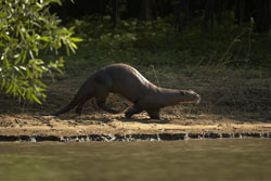 otter on bank